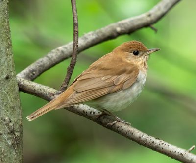 Canadian Veery