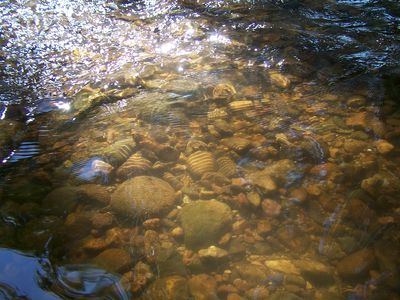 River Flows