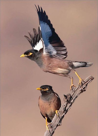 Indian Mynah
