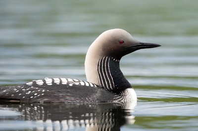 Pacific Loon