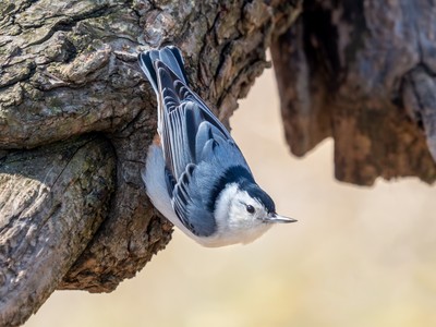 White-breasted Nuthatch