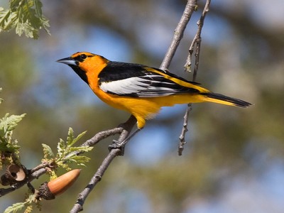 Bullock’s Oriole