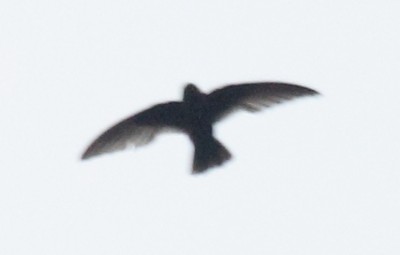 Black Swift