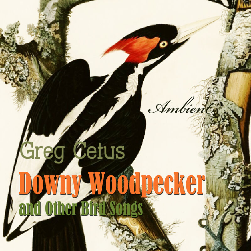 Cover of Downy Woodpecker and Other Bird Songs: Nature Sounds for Awakening by Greg Cetus