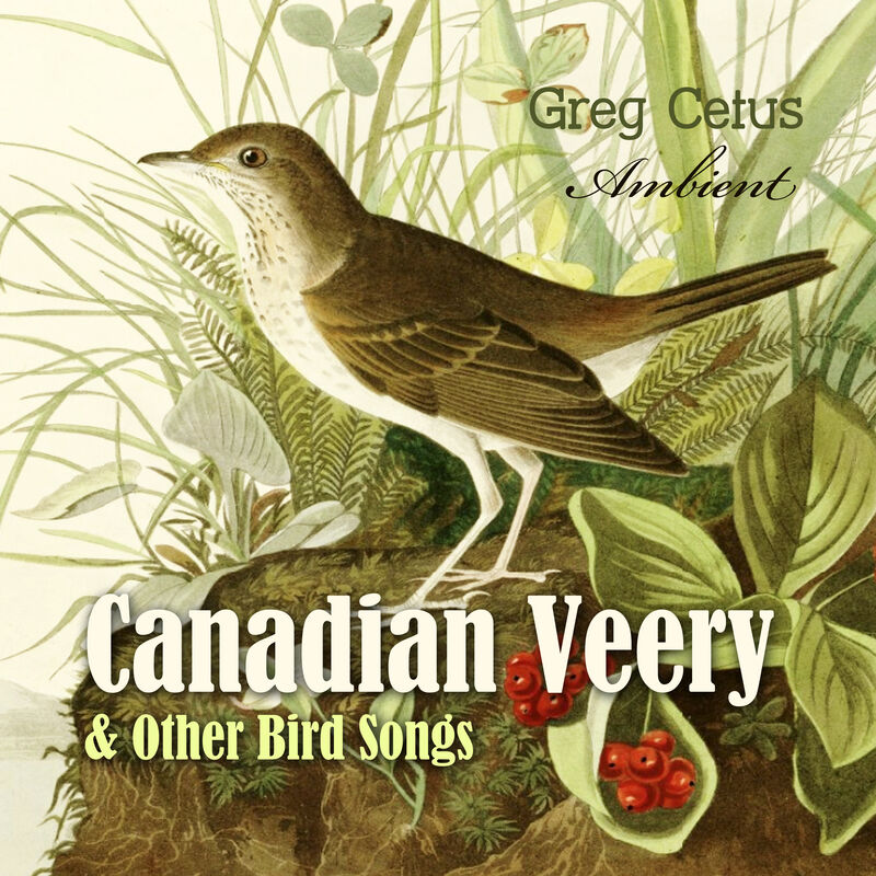 Cover of Canadian Veery and Other Bird Songs: Ambient Soundscape for Peace of Mind by Greg Cetus