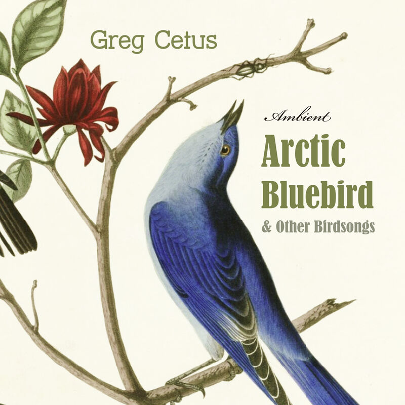 Cover of Arctic Bluebird and Other Birdsongs: Ambient Soundscape for Meditation by Greg Cetus