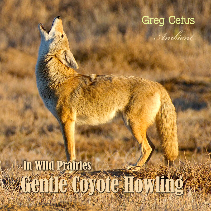 Cover of Gentle Coyote Howling in Wild Prairies by Greg Cetus